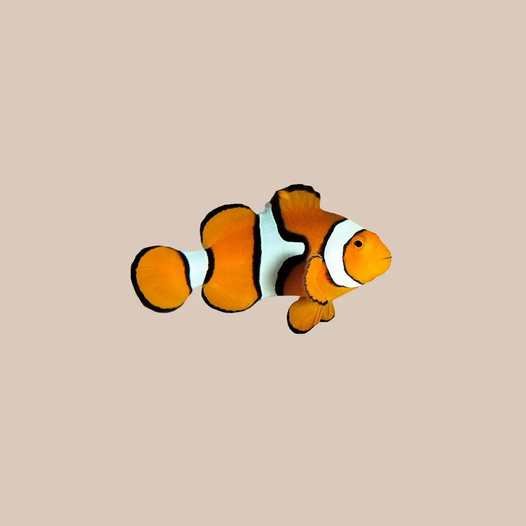 Ocellaris Clown Fish For Sale - Kellyville Pets