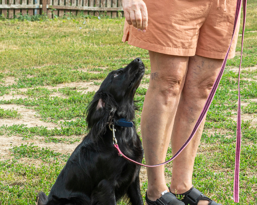 Adolescent Dog Training