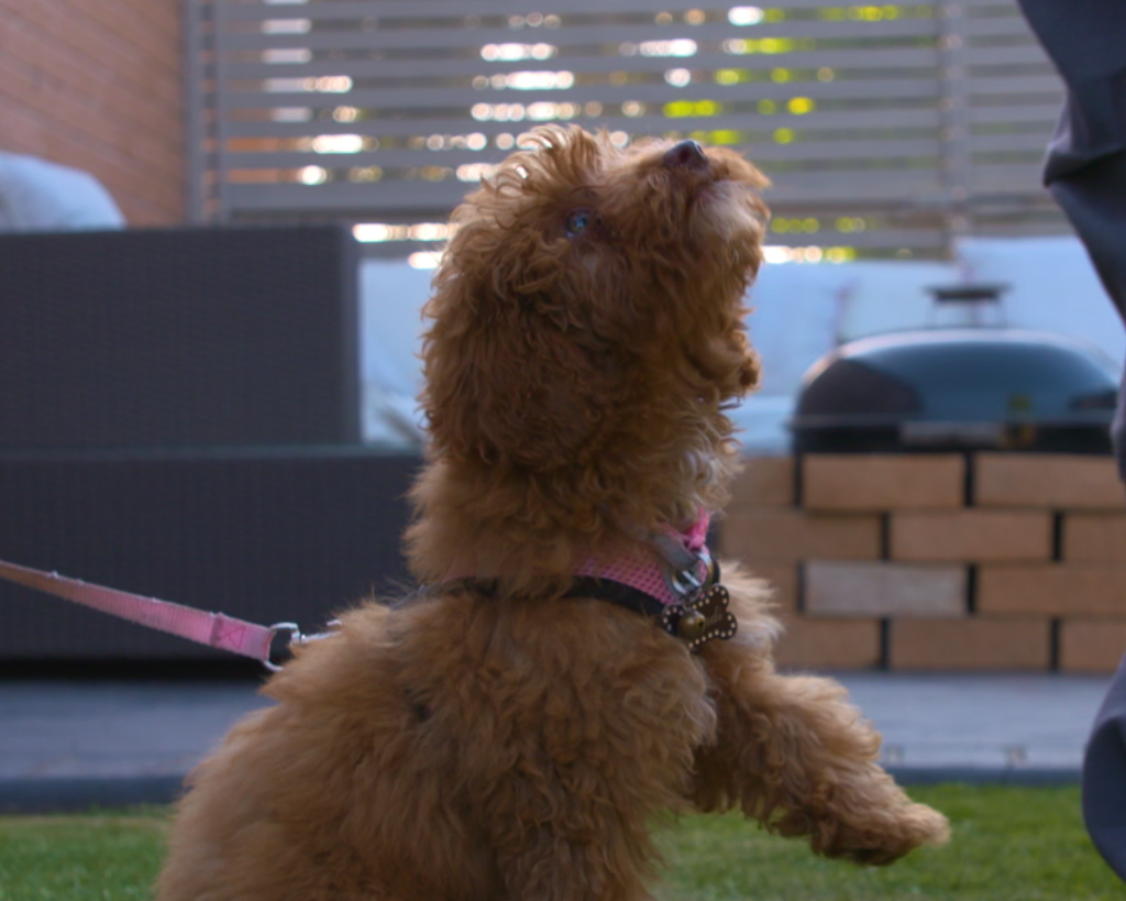Train the dog you actually want to