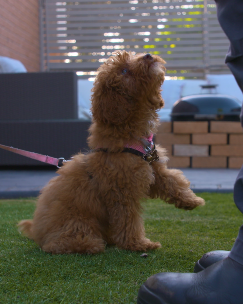 Junior Dog Training
