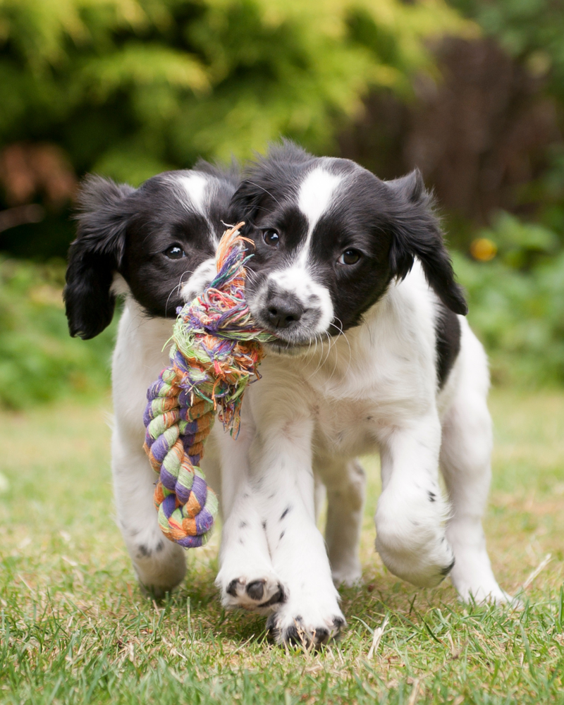 Puppy Preschool
