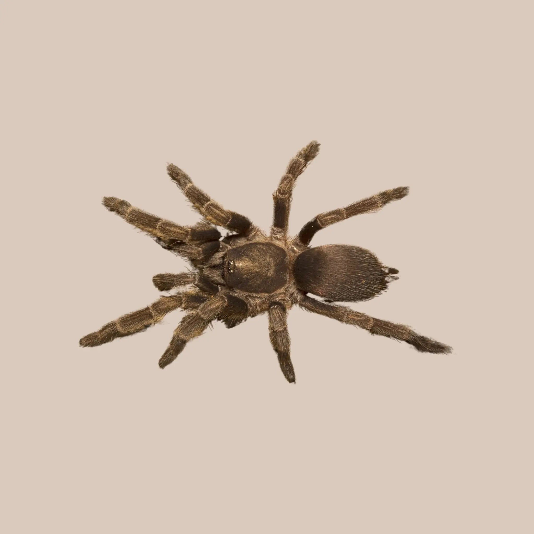 Phlogius Tarantula - Kellyville Pets