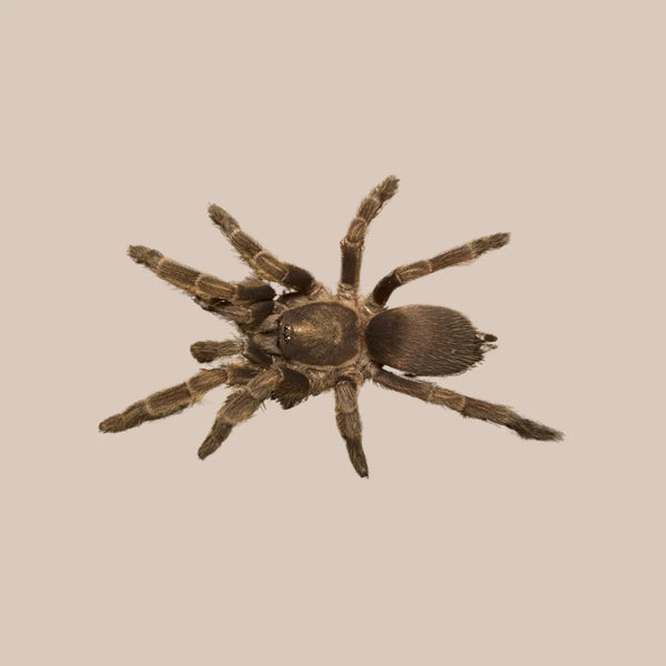 Phlogius Tarantula - Kellyville Pets