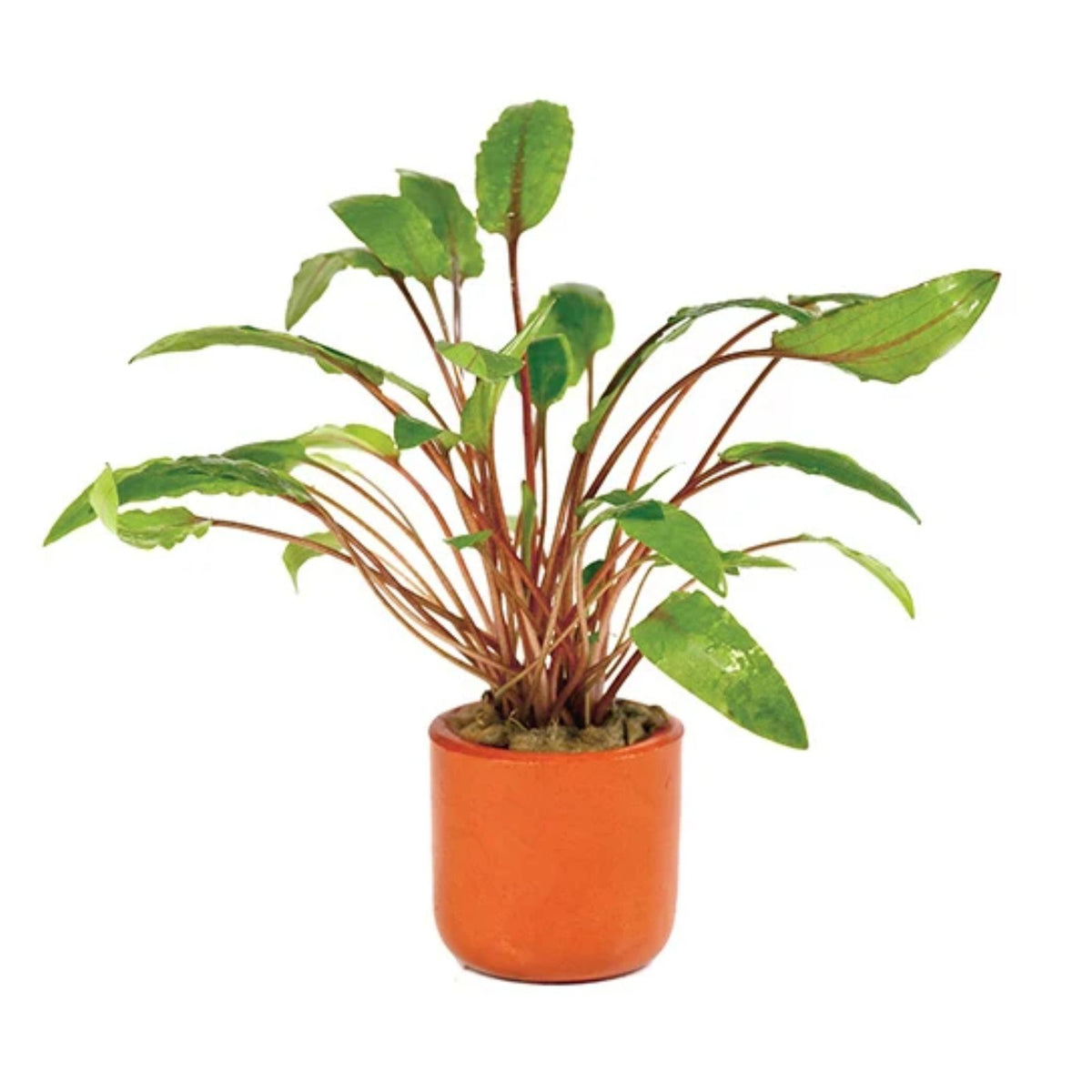 Plant Potted Crypt