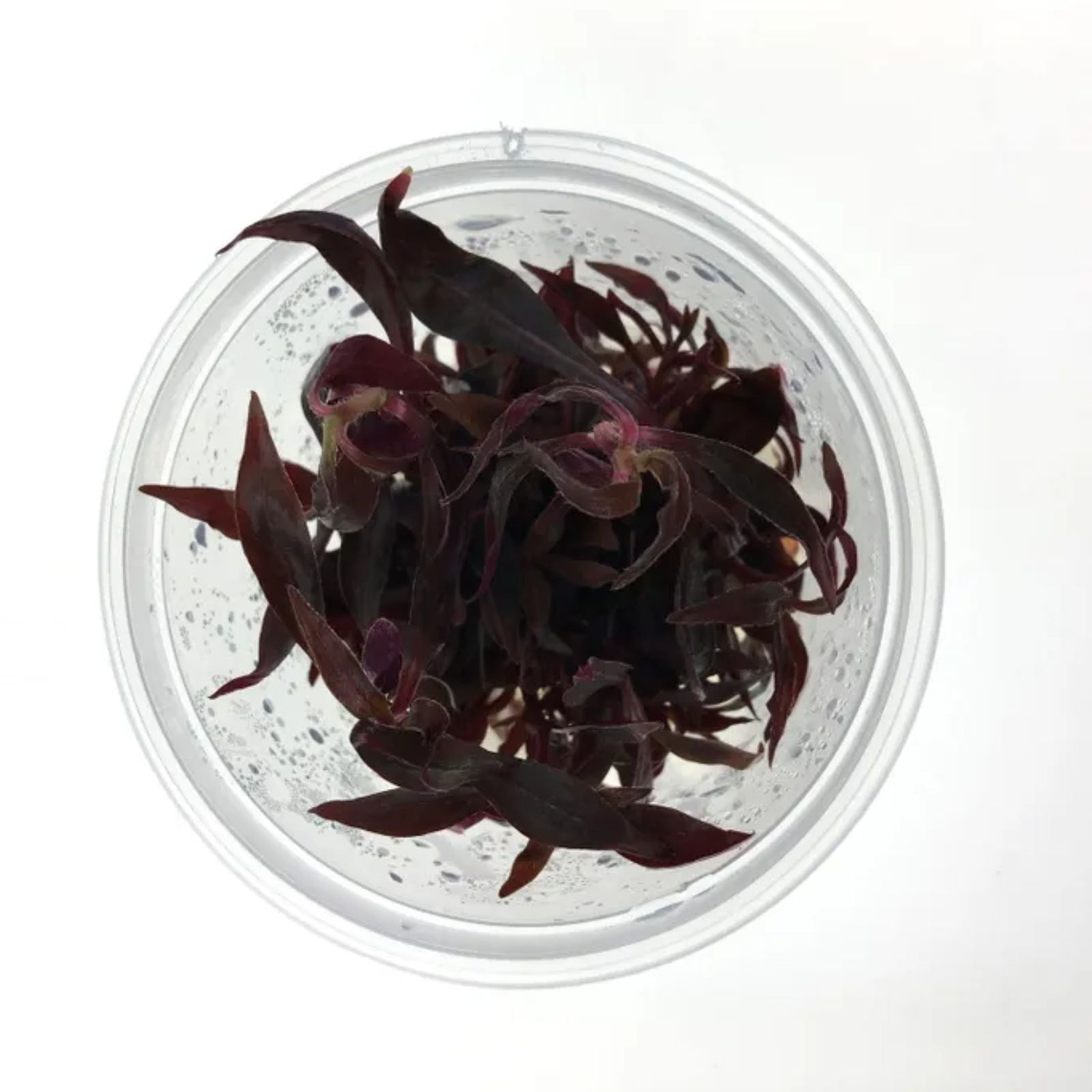 Pisces Alternanthera Reinecki Tissue Culture