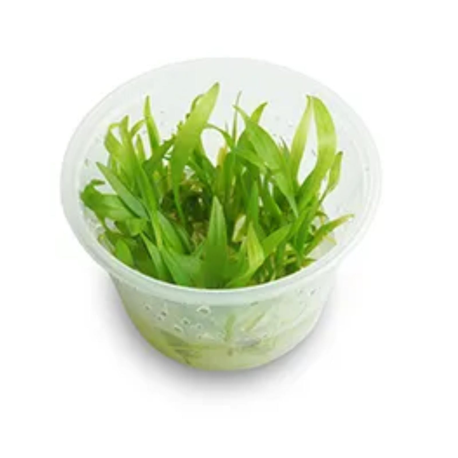 Pisces Echinodorus Bolivianus (Rusby) Tissue Culture