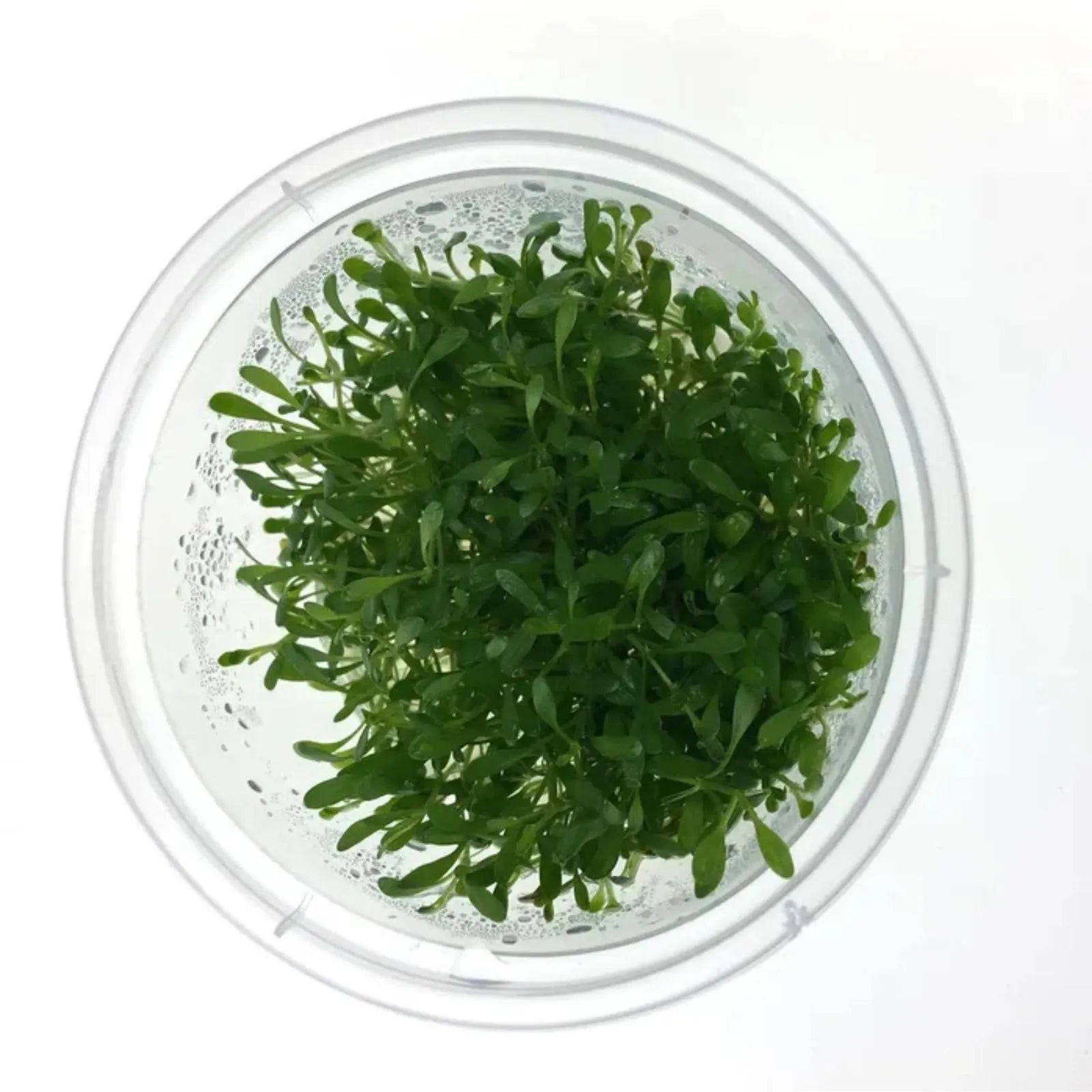 Pisces Glossostigma Elatinoides Tissue Culture