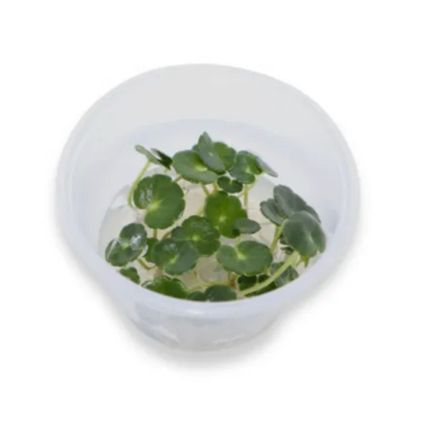 Pisces Hydrocotyle Varticillata Tissue Culture
