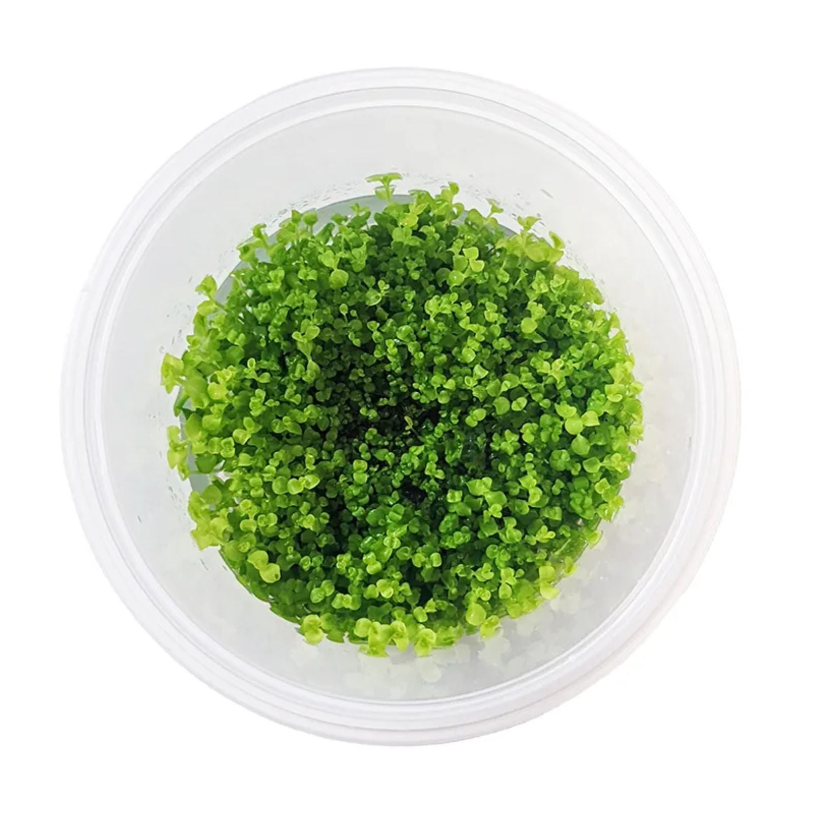 Pisces Micranthemum Umbrosum (Takashi) Tissue Culture
