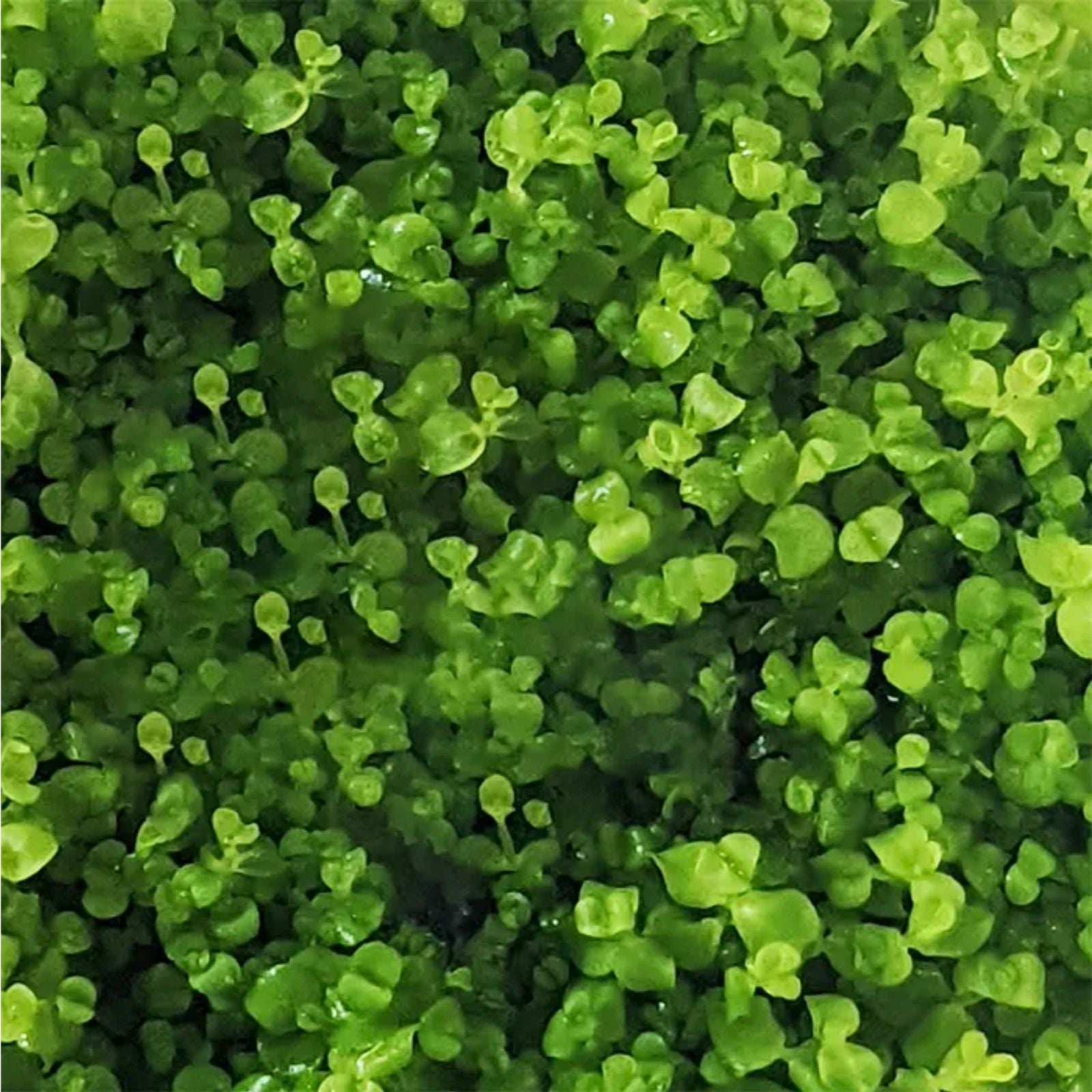 Pisces Micranthemum Umbrosum (Takashi) Tissue Culture