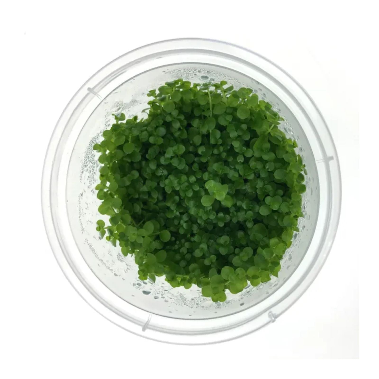 Pisces Micranthemum Umbrosum (Monte Carlo) Tissue Culture