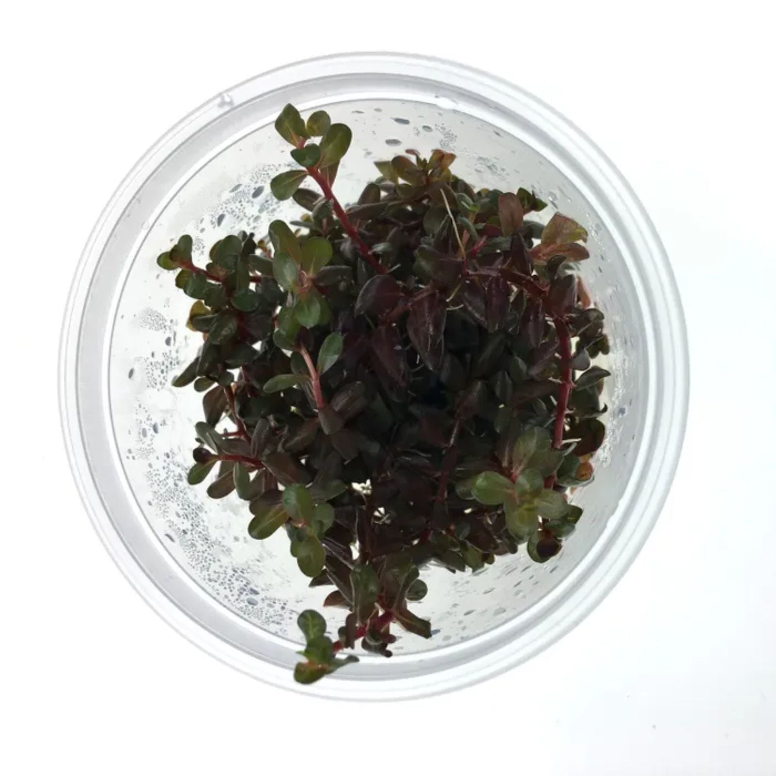 Pisces Rotala Rotuniflia (Colorata) Tissue Culture