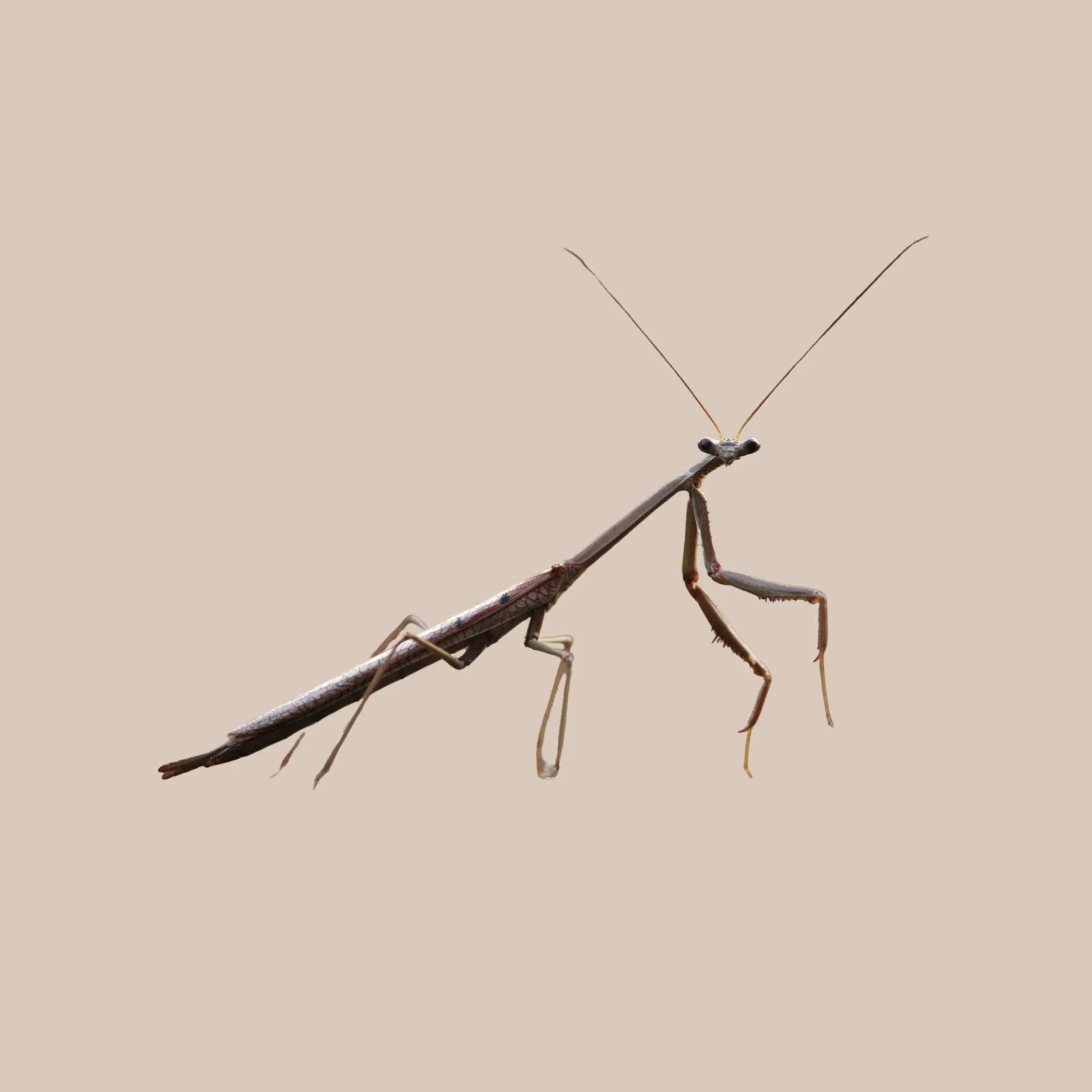 Praying Mantis - Kellyville Pets