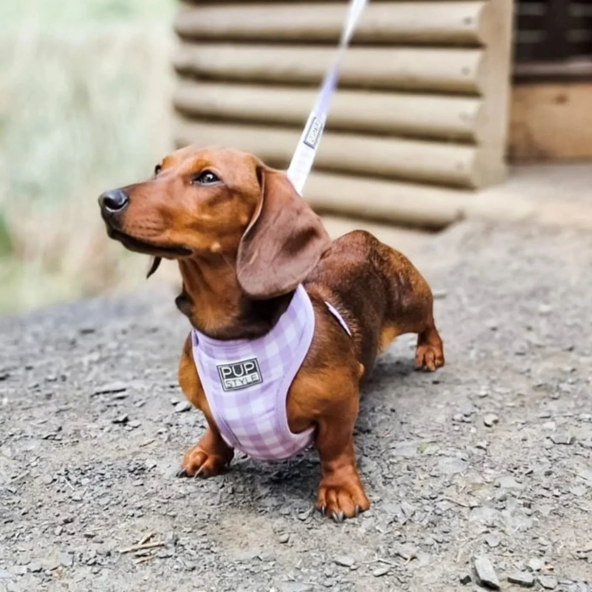 Pupstyle Dog Harness Berry Milkshake