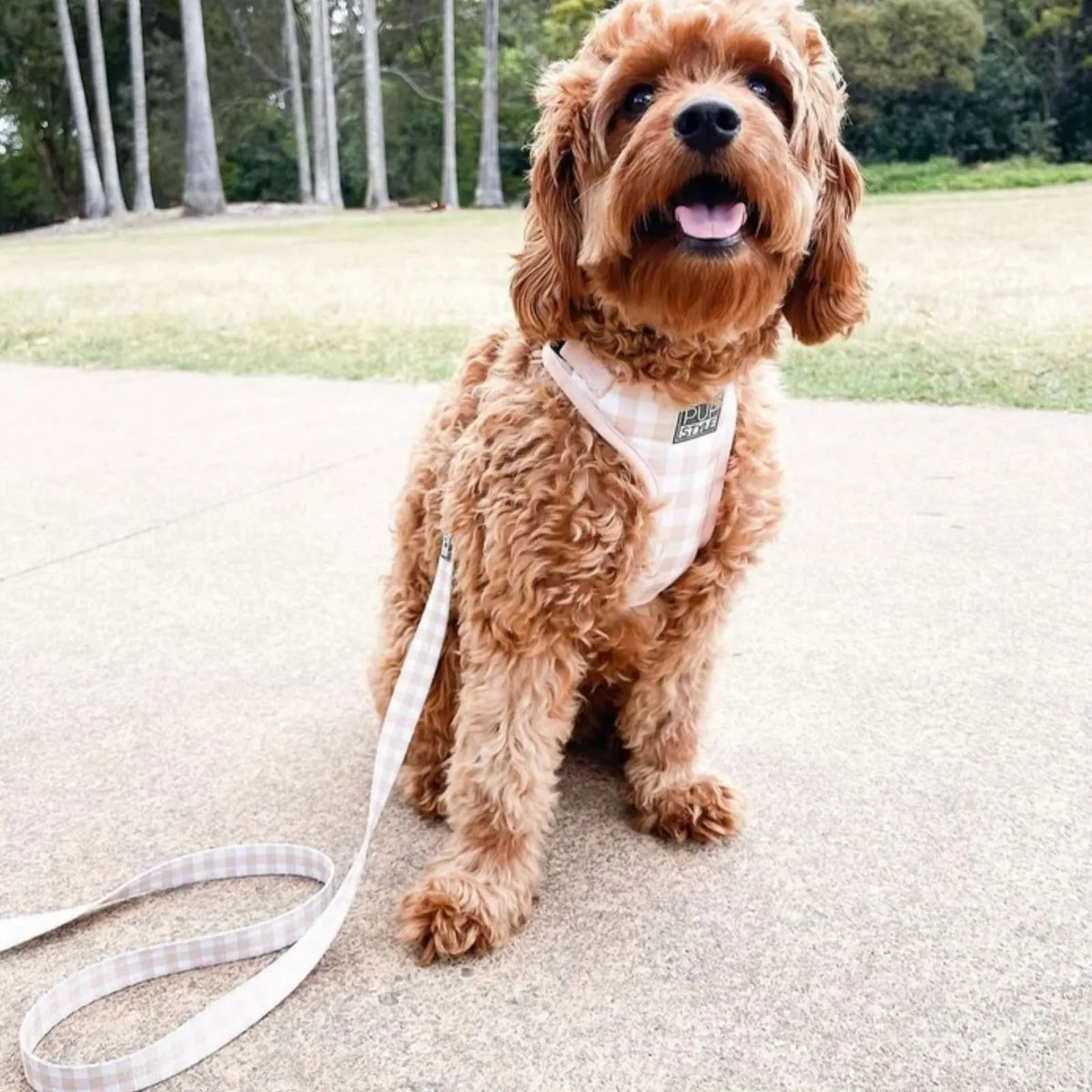 Pupstyle Lead Crème Brulee