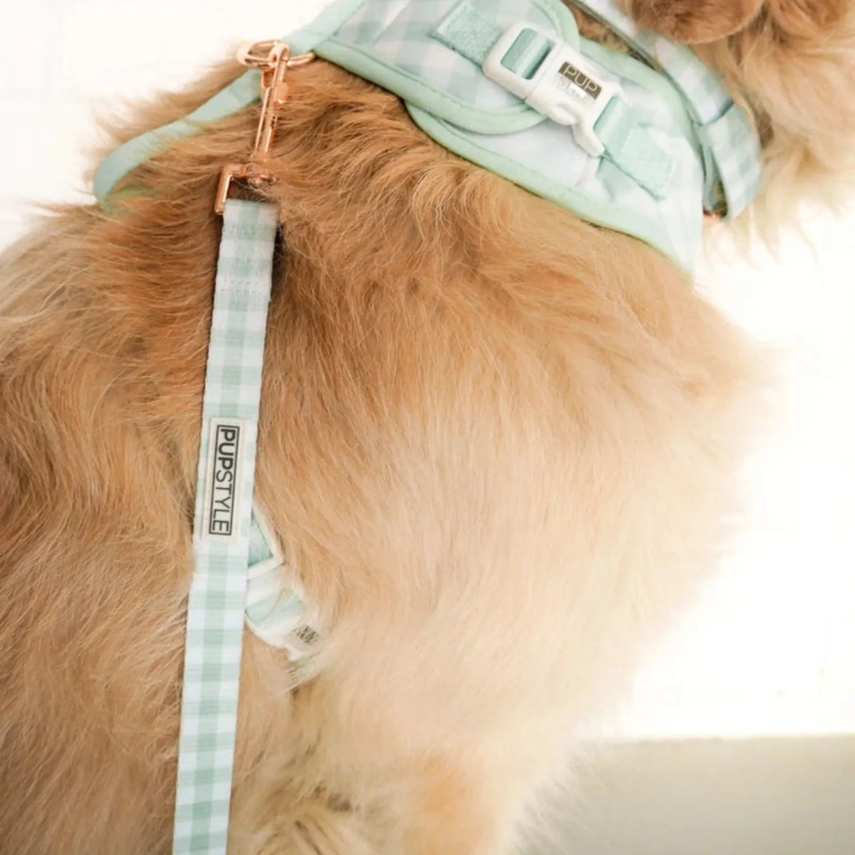 A close-up of a fluffy golden dog wearing a PUPSTYLE Sweet Apple Suburban Dog Leash with rose gold spring clip.