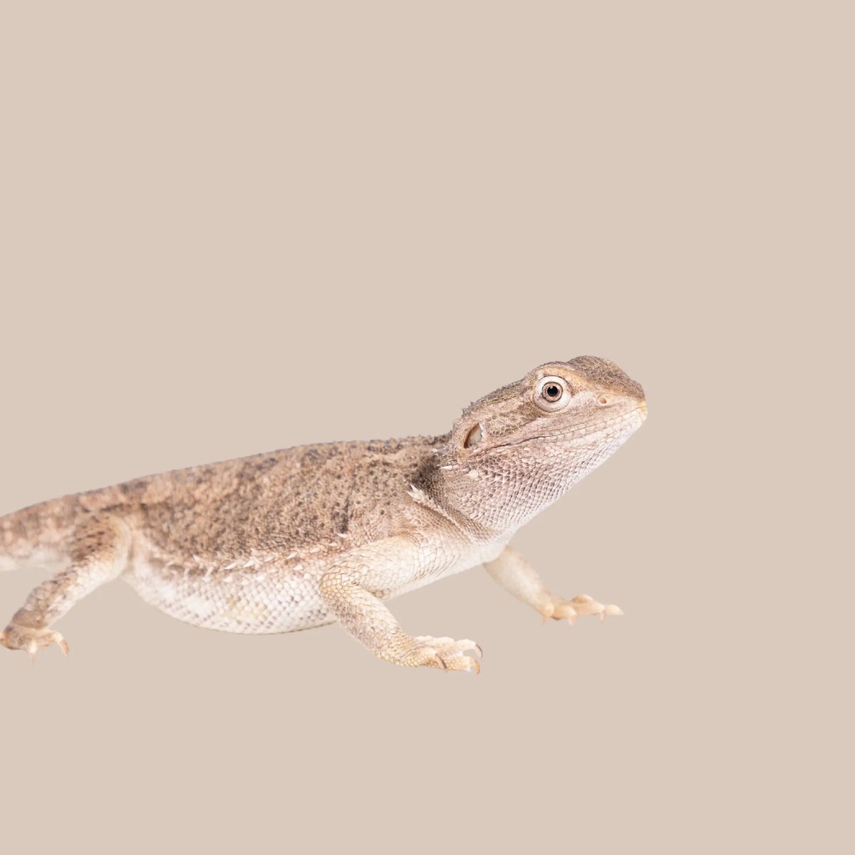 Pygmy Bearded Dragon - Kellyville Pets