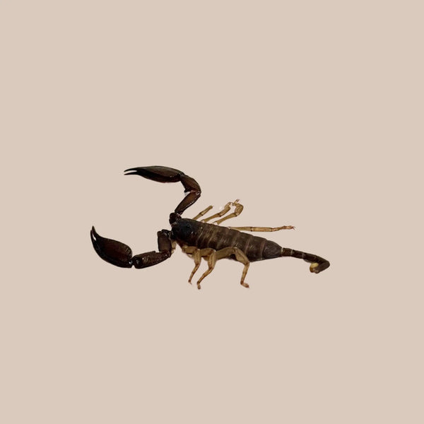 Rainforest Scorpion - Kellyville Pets