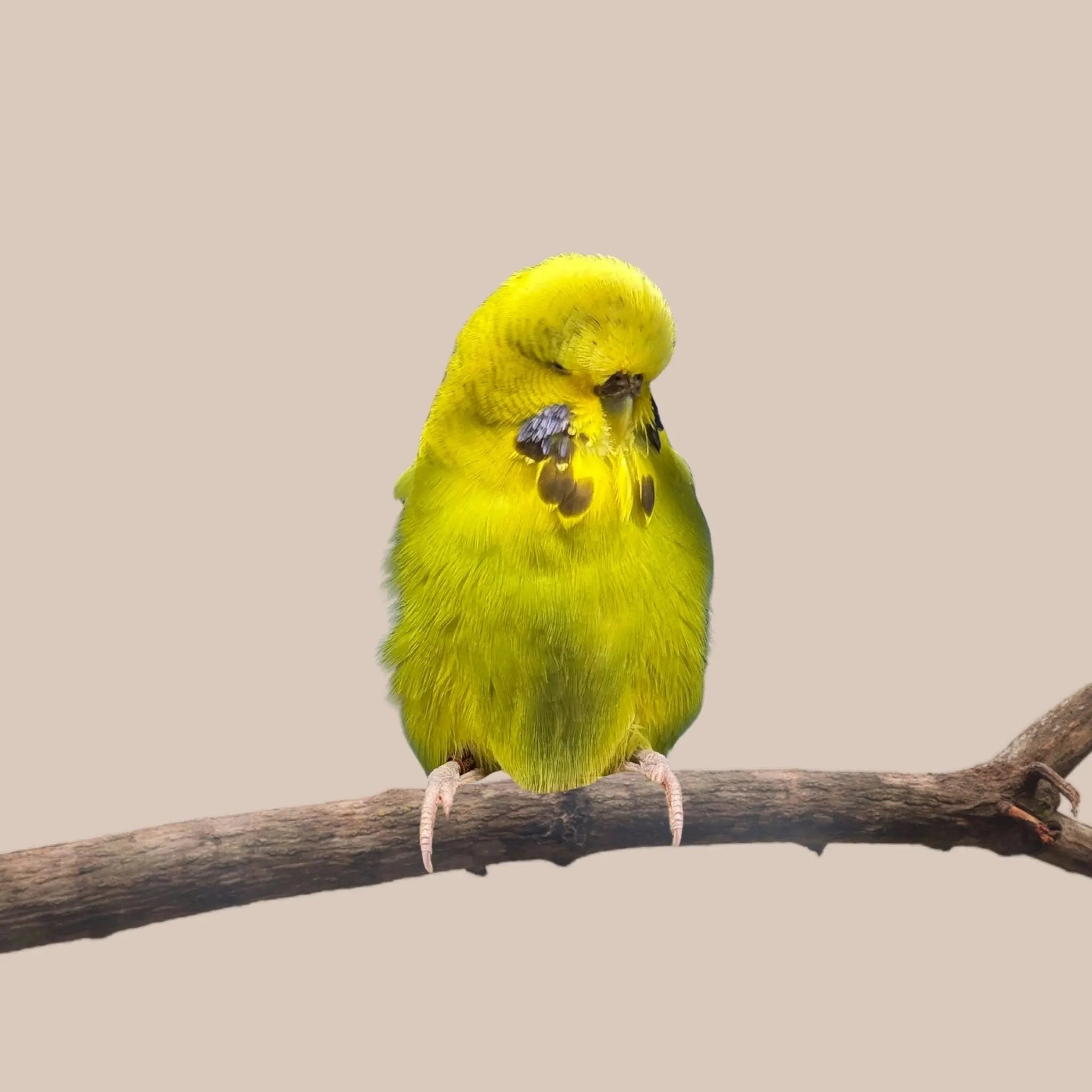 Show Budgie - Kellyville Pets