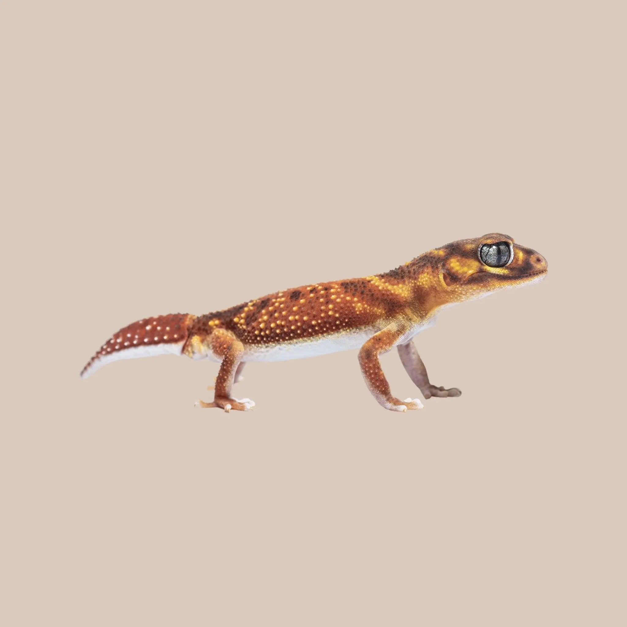 Smooth Knob - tailed Gecko - Kellyville Pets