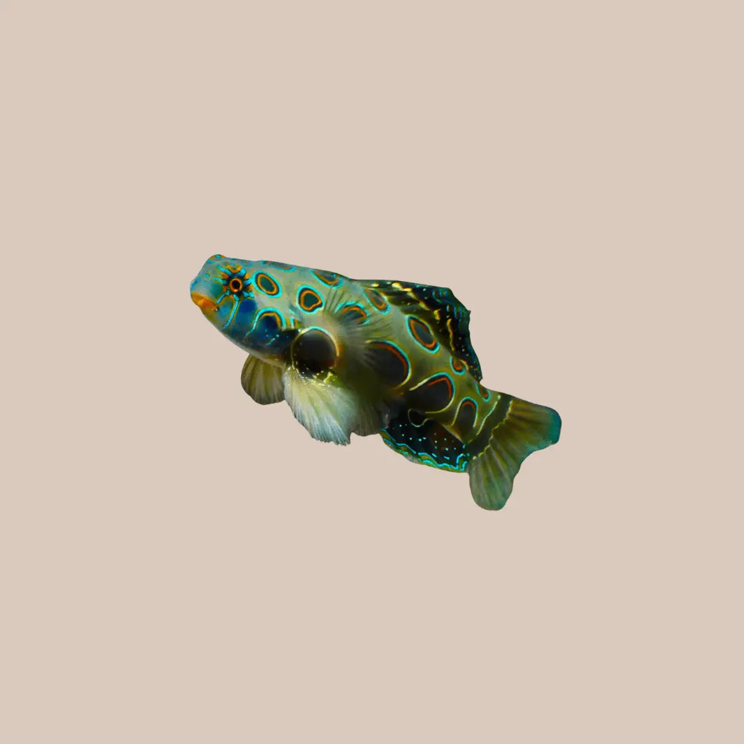Spotted Mandarinfish - Kellyville Pets
