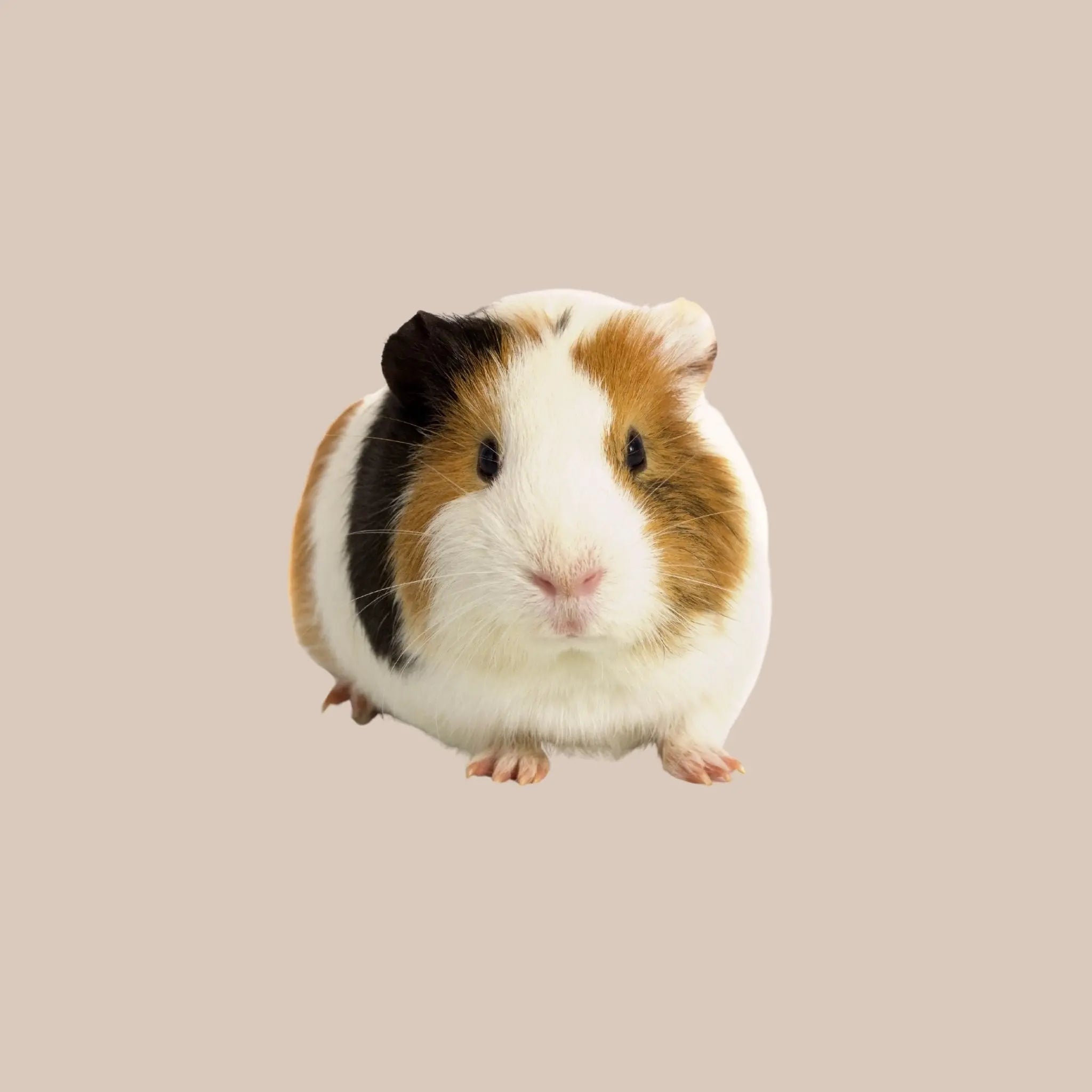 Standard Shorthair Guinea Pig - Kellyville Pets