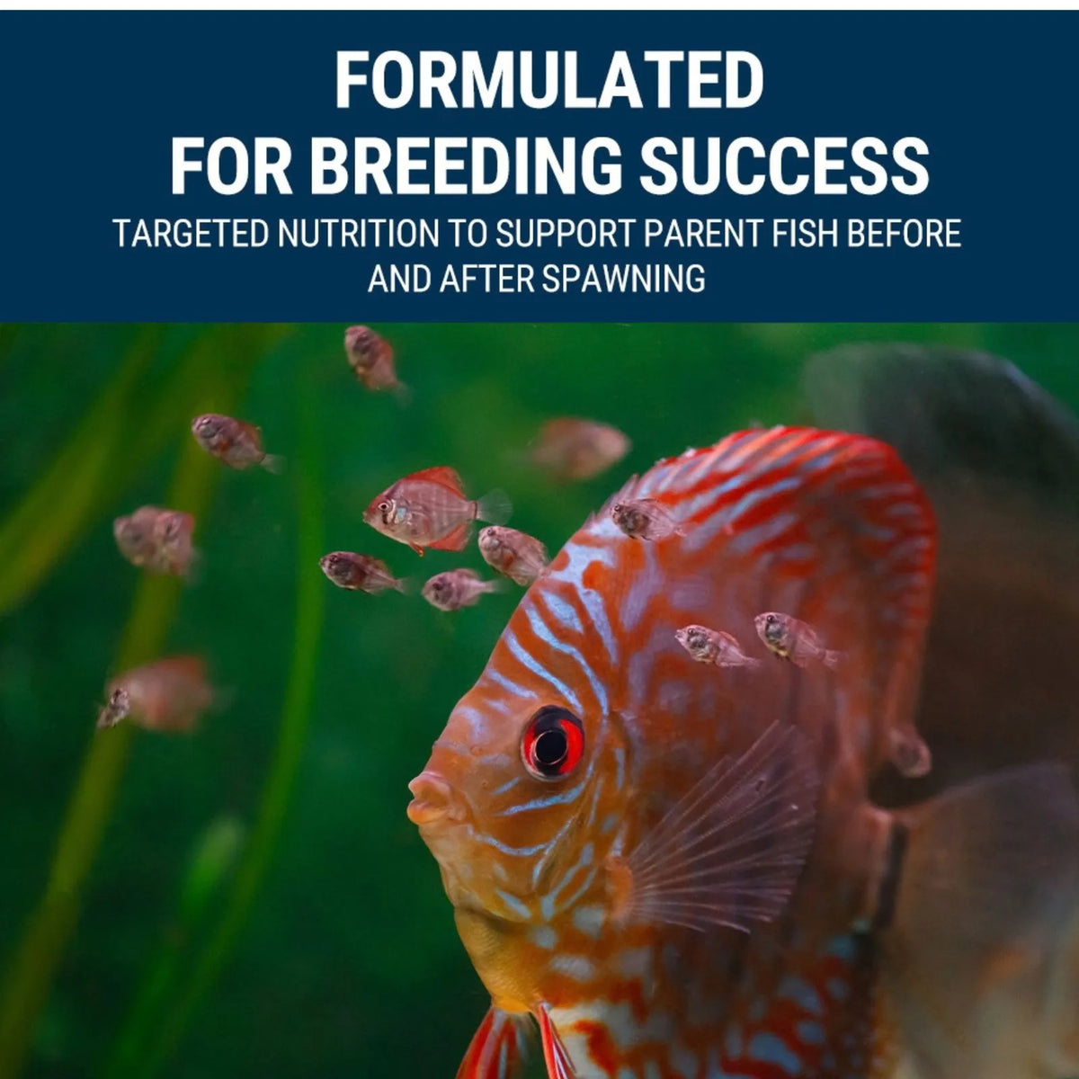 A promotional graphic for fish breeding nutrition, with a close-up of a red and orange discus fish underwater and a dark blue banner at the top reading 'FORMULATED FOR BREEDING SUCCESS' and 'TARGETED NUTRITION TO SUPPORT PARENT FISH BEFORE AND AFTER SPAWNING.'.