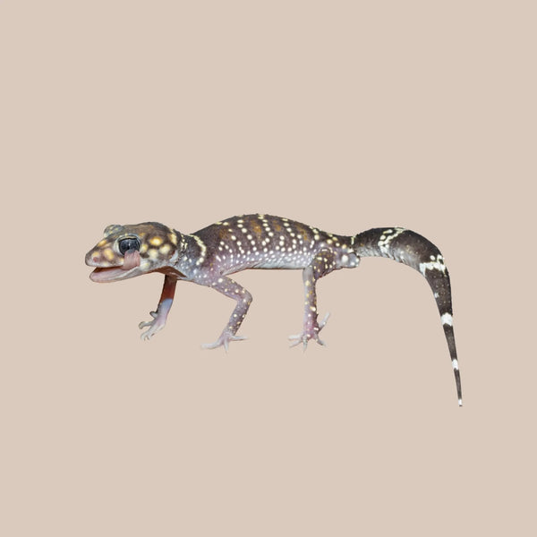 Thick - tailed Gecko - Kellyville Pets