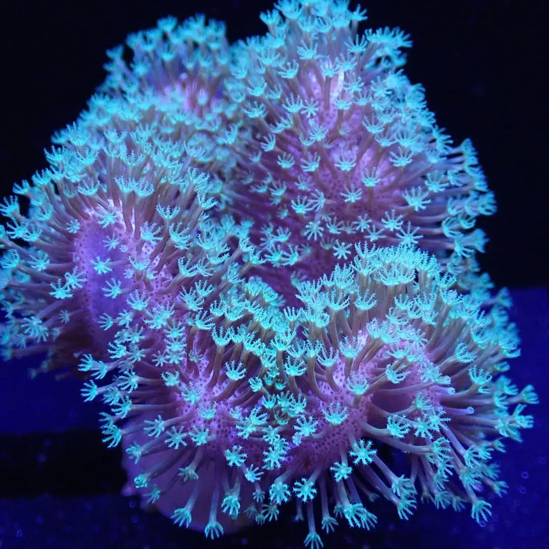 Toadstool - Kellyville Pets