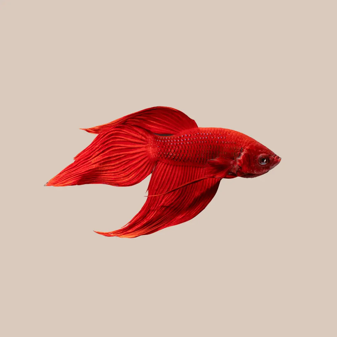 Veiltail Betta Fish For Sale - Kellyville Pets