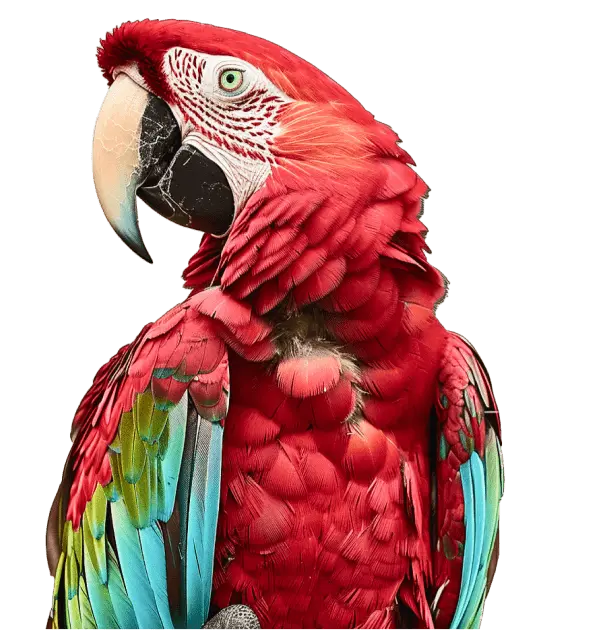 Wing Clip Bird Large - Kellyville Pets