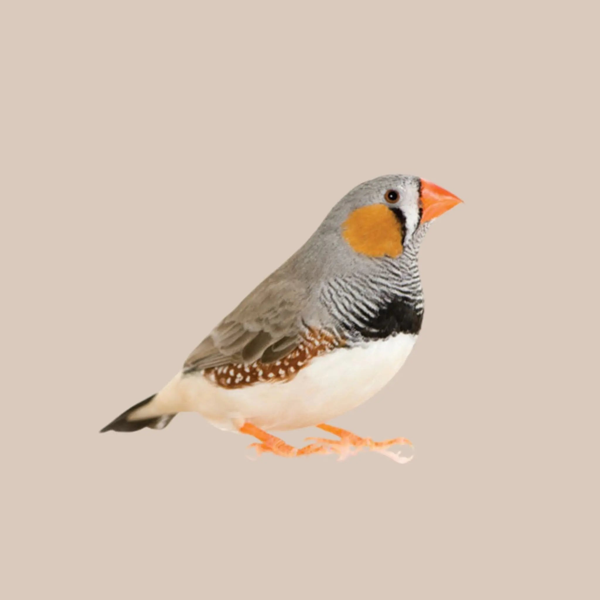 Zebra Finch - Kellyville Pets