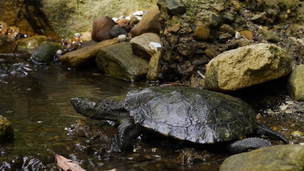 zzThe Turtle Masterclass Not Specified