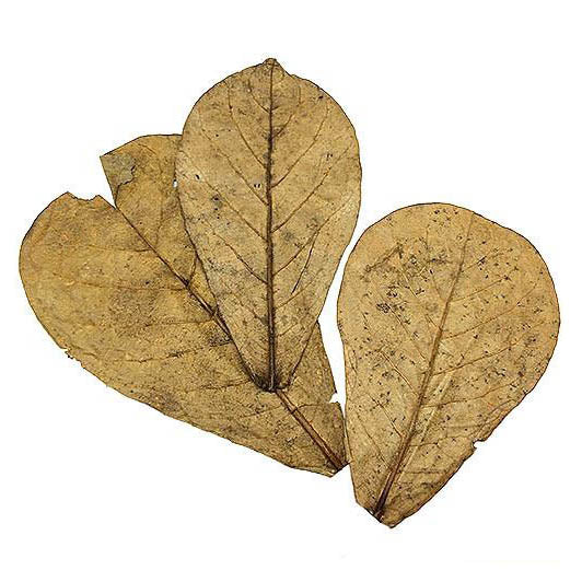 Indian Almond Leaves 3pk