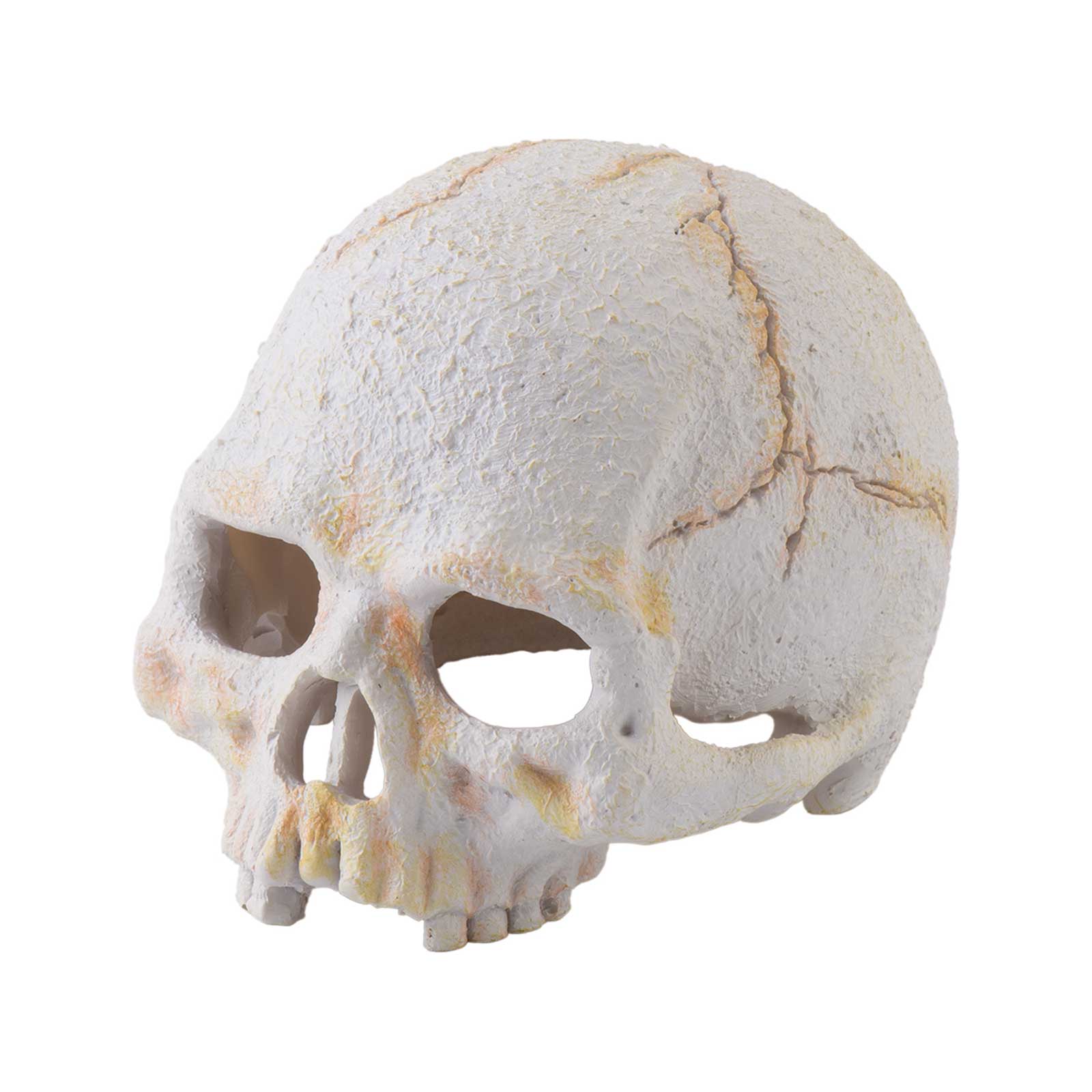 Exo Terra Ornament Primate Skull