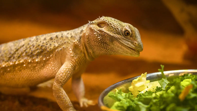 The Bearded Dragon Masterclass Not Specified