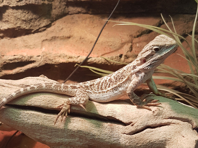 Central Bearded Dragons for Sale