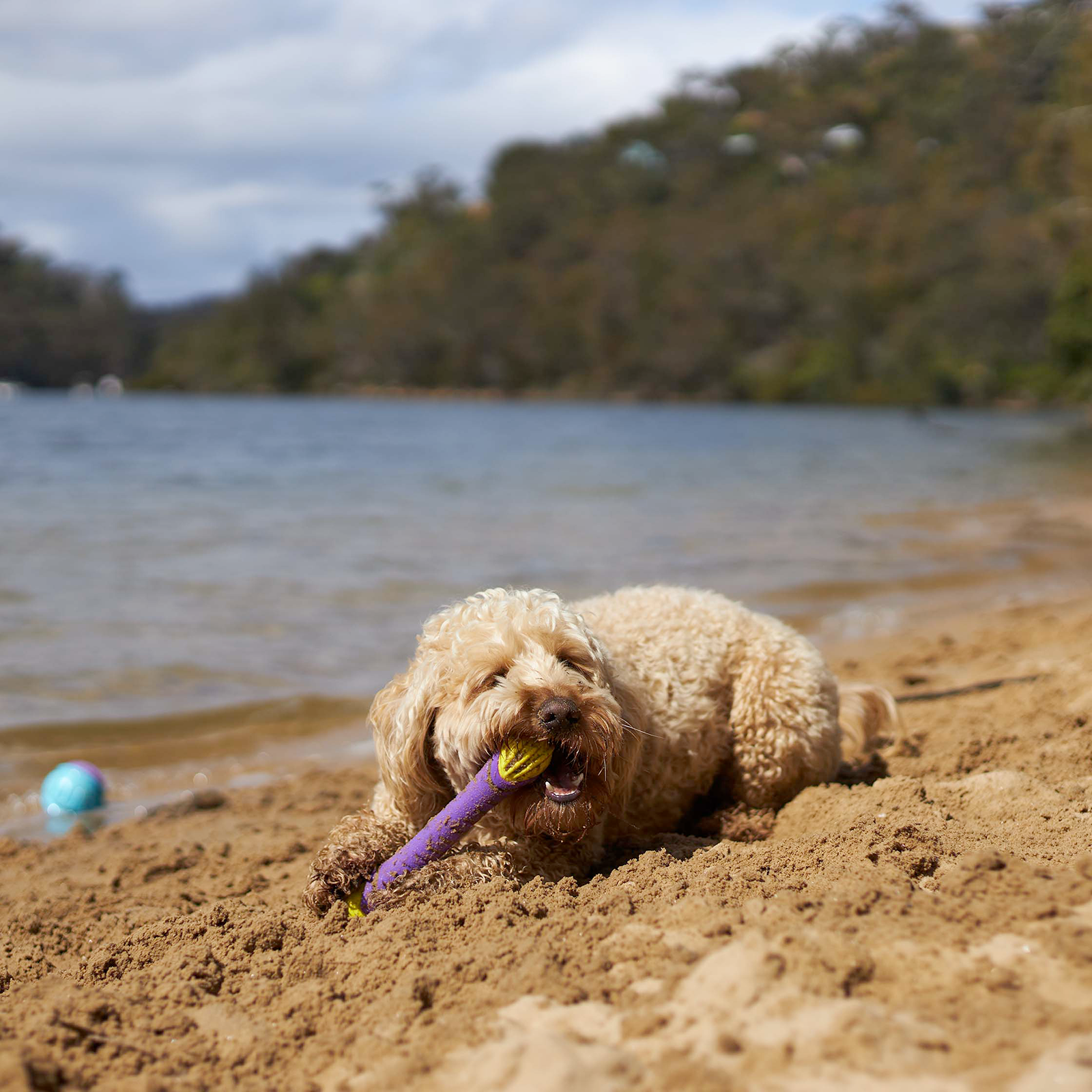 Kazoo Dog Toy Extreme Play Chew Stick