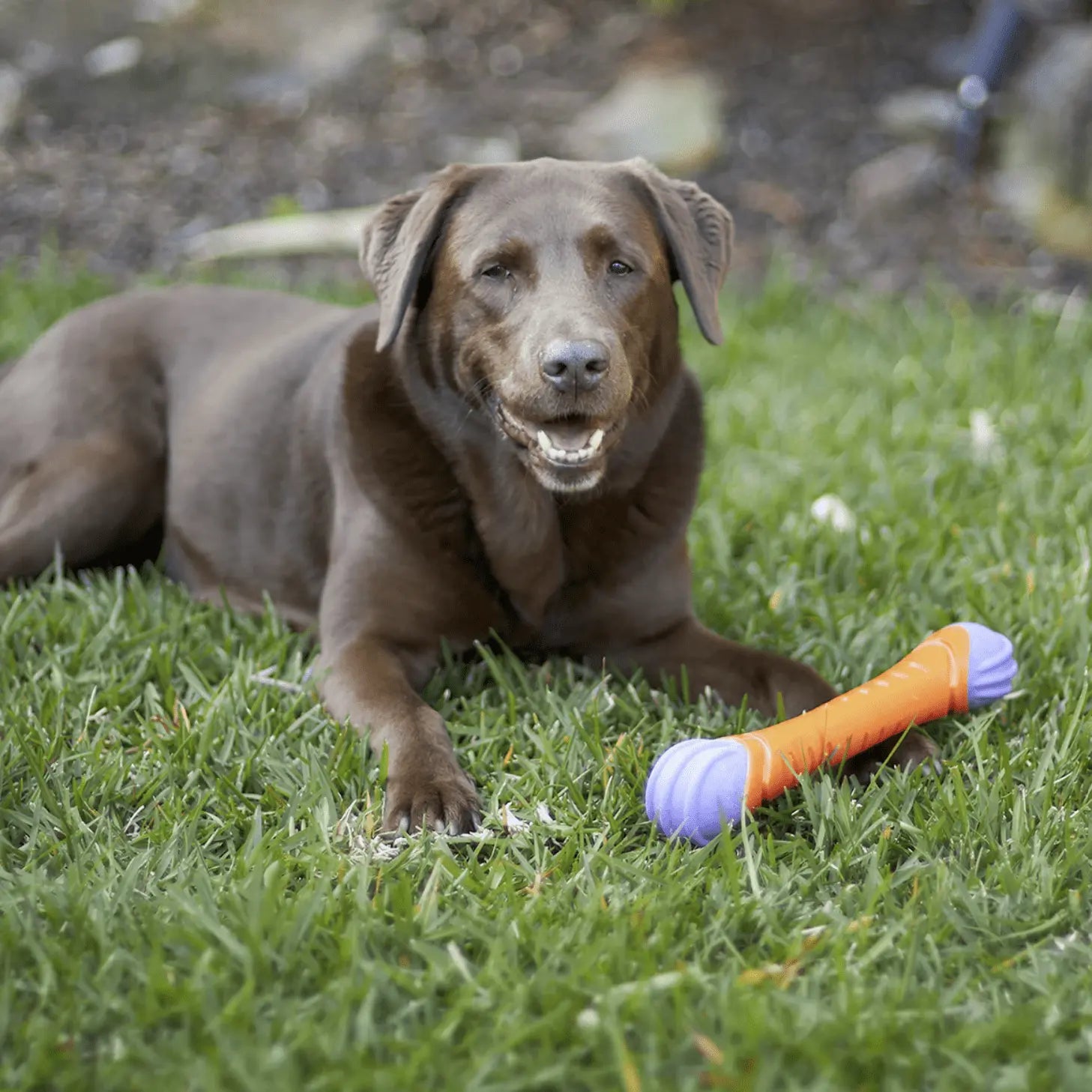 Kazoo Dog Toy Extreme Play Chew Stick - Kellyville Pets