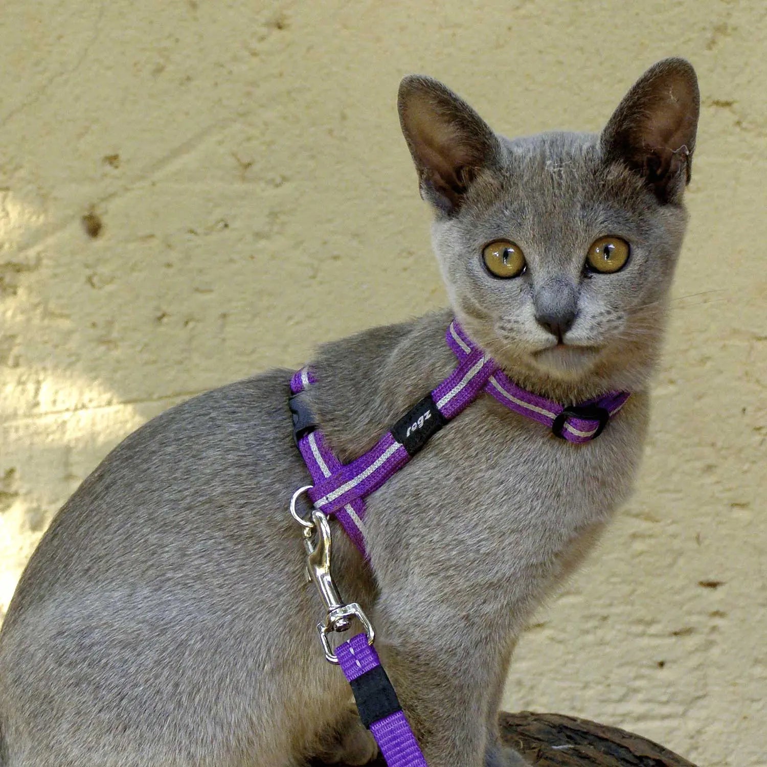 Rogz Alleycat Cat Classic Harness & Lead Set - Kellyville Pets