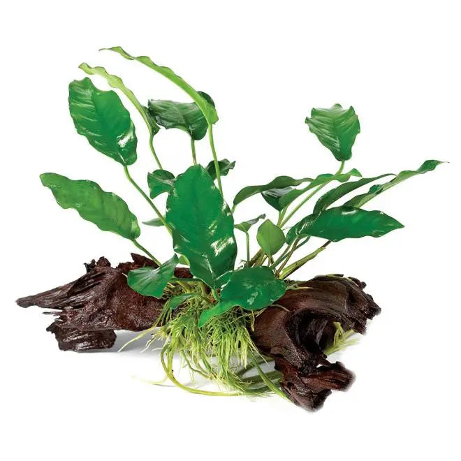 Anubias Driftwood Garden - Kellyville Pets