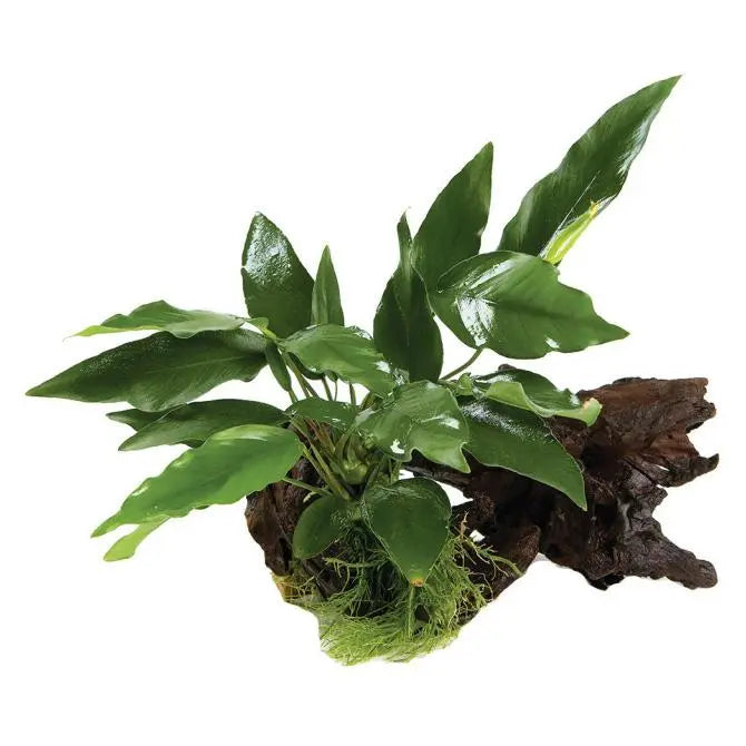 Anubias Driftwood Garden - Kellyville Pets