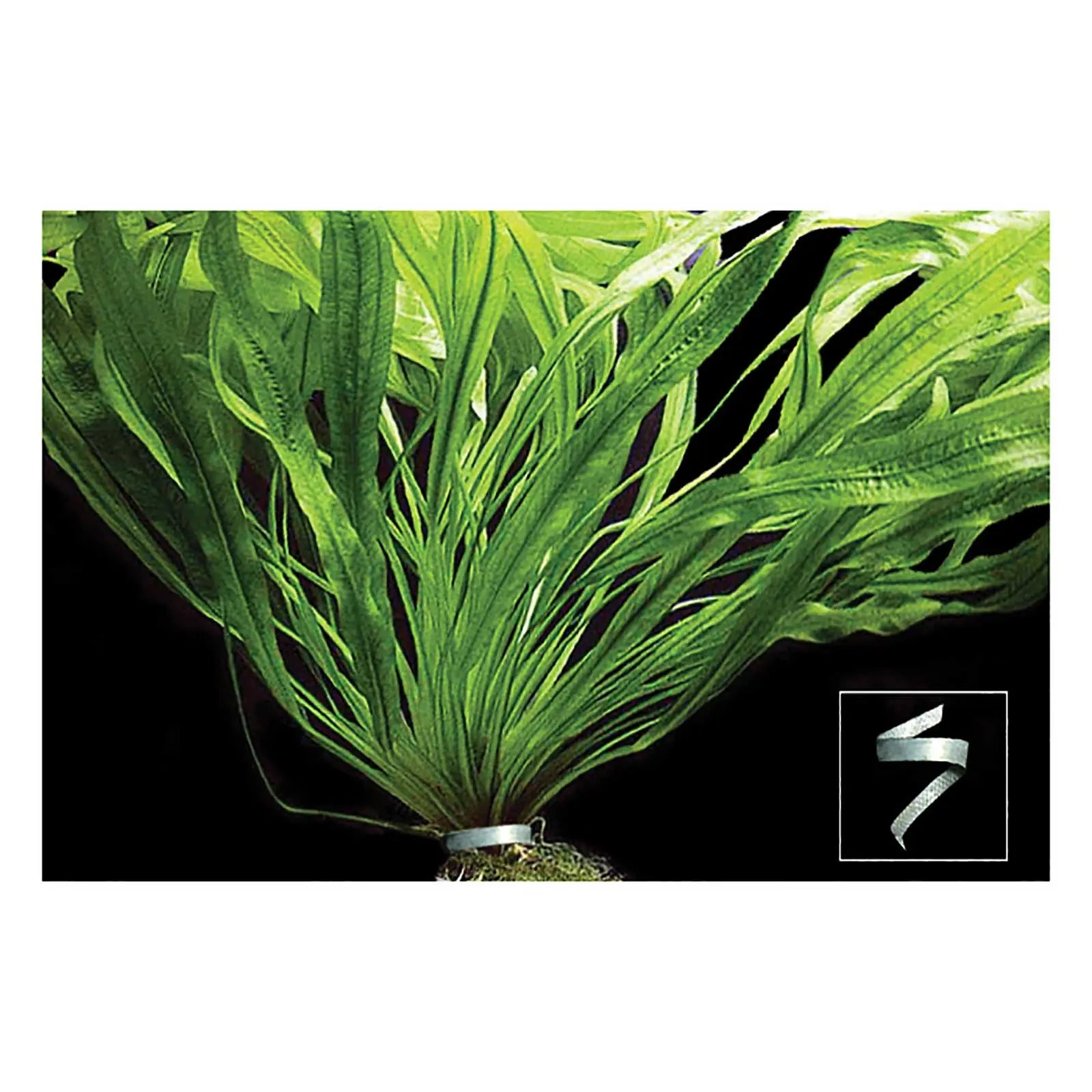 Aqua One Plant Weights - Kellyville Pets