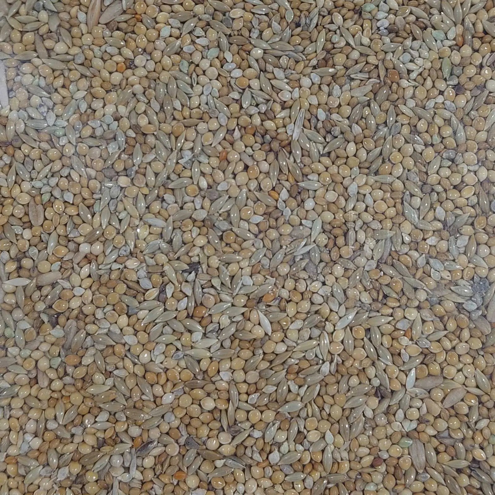 Budgie Mix - Kellyville Pets