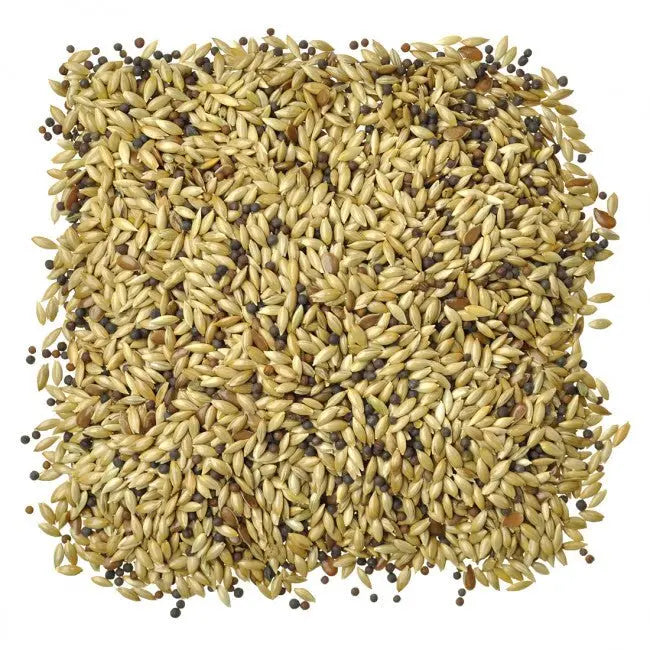 Canary Mix - Kellyville Pets