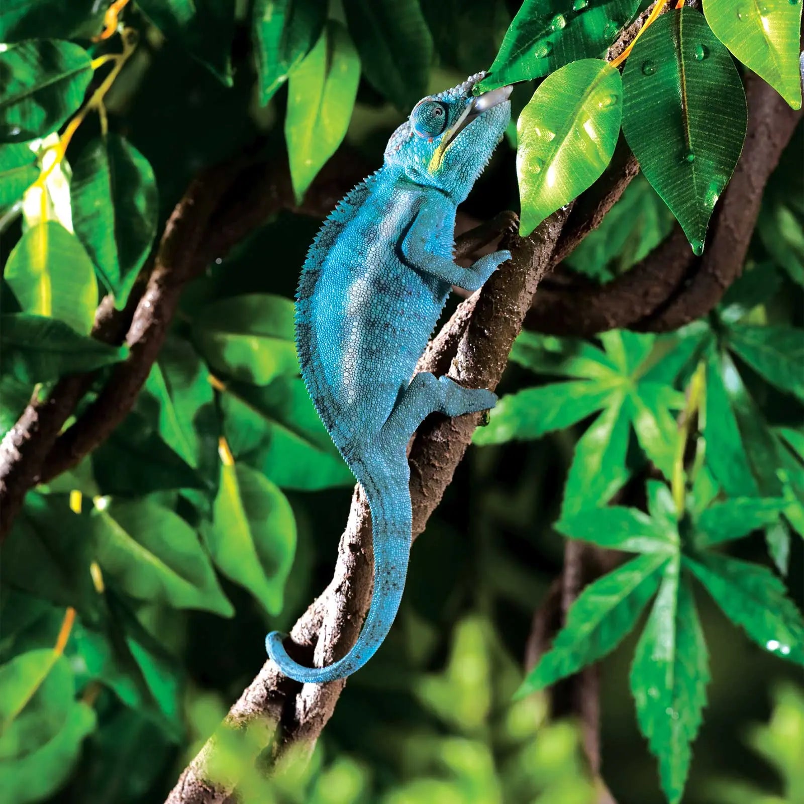 Exo Terra Jungle Vine - Kellyville Pets