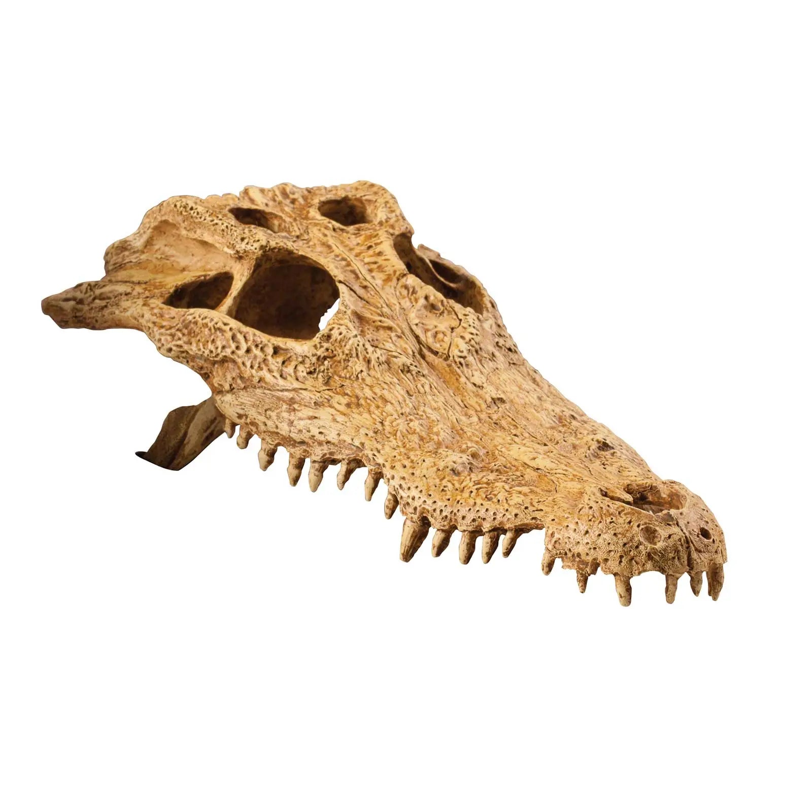 Exo Terra Ornament Crocodile Skull - Kellyville Pets