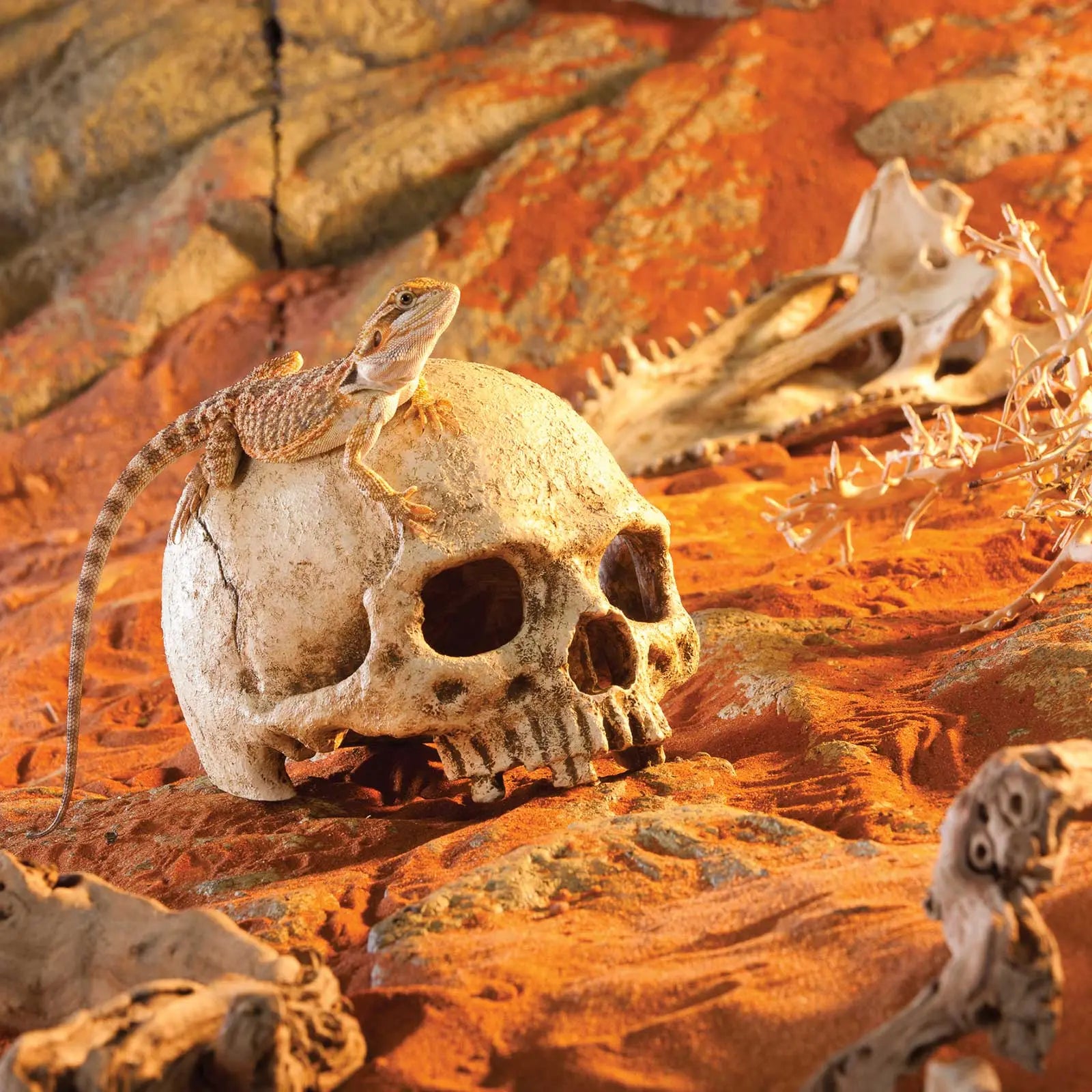 Exo Terra Ornament Primate Skull - Kellyville Pets