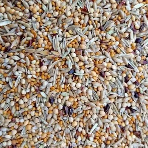 Finch Mix 5kg - Kellyville Pets