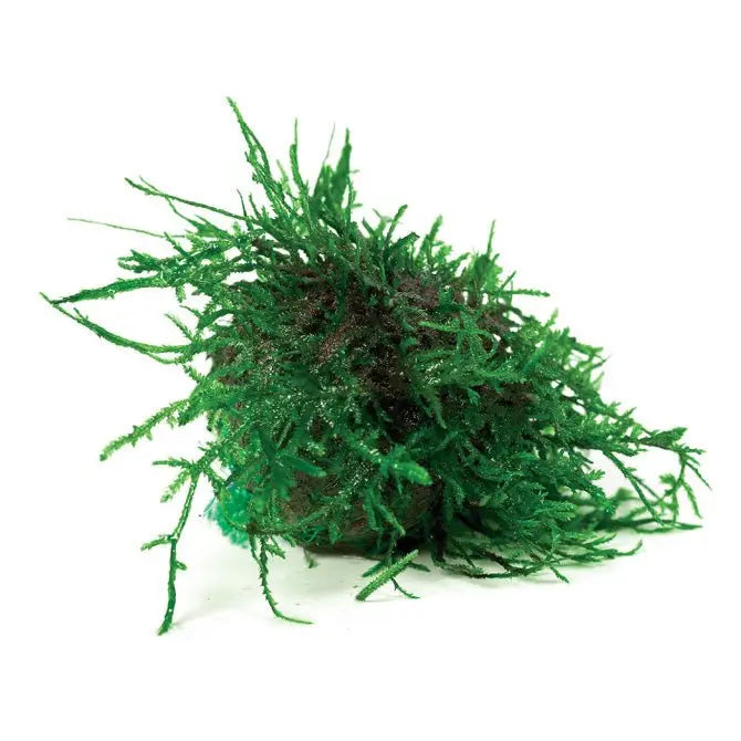 Floating Fontinalis Topiary Moss Balls - Kellyville Pets